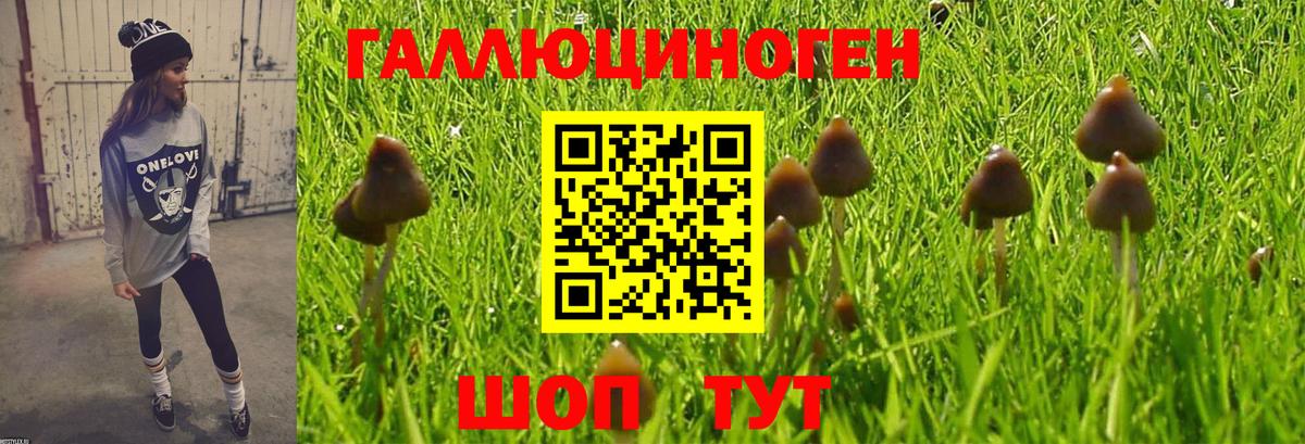 Псилоцибиновые грибы Psilocybe Моздок